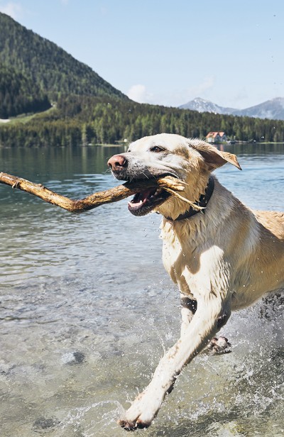 Dog with stick in the mouth